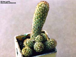 Mammillaria elongata 