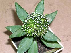 Mammillaria luethyi f. cristata