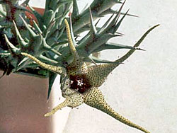 Orbea tapscottii (Stultitia, Orbea caudata ssp. rhodesiaca)