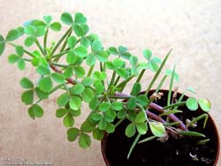 Oxalis succulenta