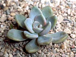 Graptoveria cv. Opalina