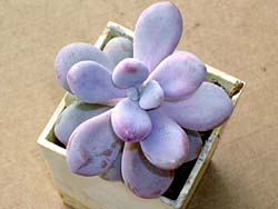 Pachyphytum