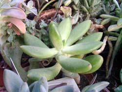 Pachyphytum kimnachii 