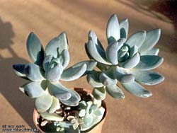 Pachyphytum sp. [aff. kimnachii gray] 