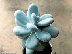 Pachyphytum oviferum