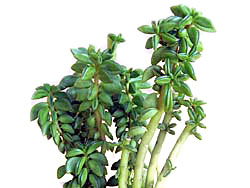 Peperomia