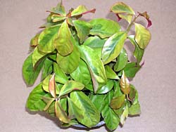 Pereskia godseffiana f. variegata