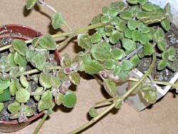 Plectranthus prostratus