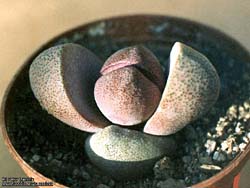 Pleiospilos nellii cv. Royal Flush