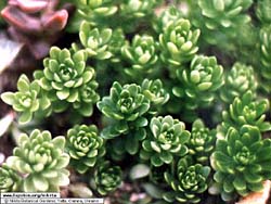 Sedum X amecamecanum 