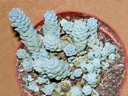 Sedum dasyphyllum ssp. macrophyllum