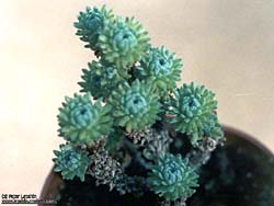 Sedum multiceps 