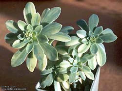 Sedum compressum f. variegata
