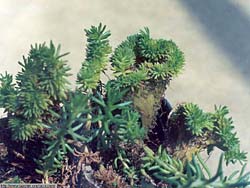 Sedum reflexum f. cristata (Sedum rupestre) 