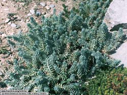 Sedum sediforme