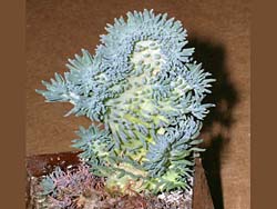 Sedum rupestre var. glaucum f. cristata