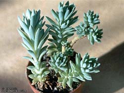 Sedum X americanum (Sedadia americana)