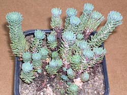 Sedum globulifera