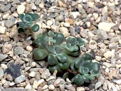 Sedum spathulifolium ssp. pruinosum - cv. Capa Blanca