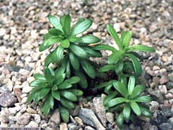 Sedum ternatum 