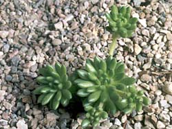 Rosularia hirsuta ssp. baetica (winkleri)