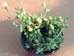 Senecio herreianus