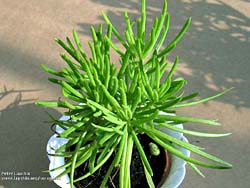 Senecio picticaulis (barbertonicus)