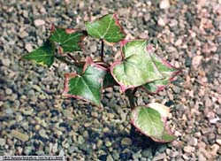 Senecio macroglossus f. marginata