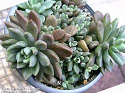 Sinocrassula