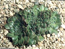 Graptopetalum bellum f. cristata