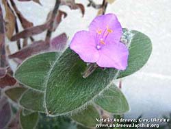 Tradescantia sillomontana