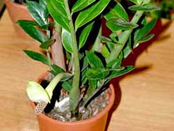 Zamioculcas