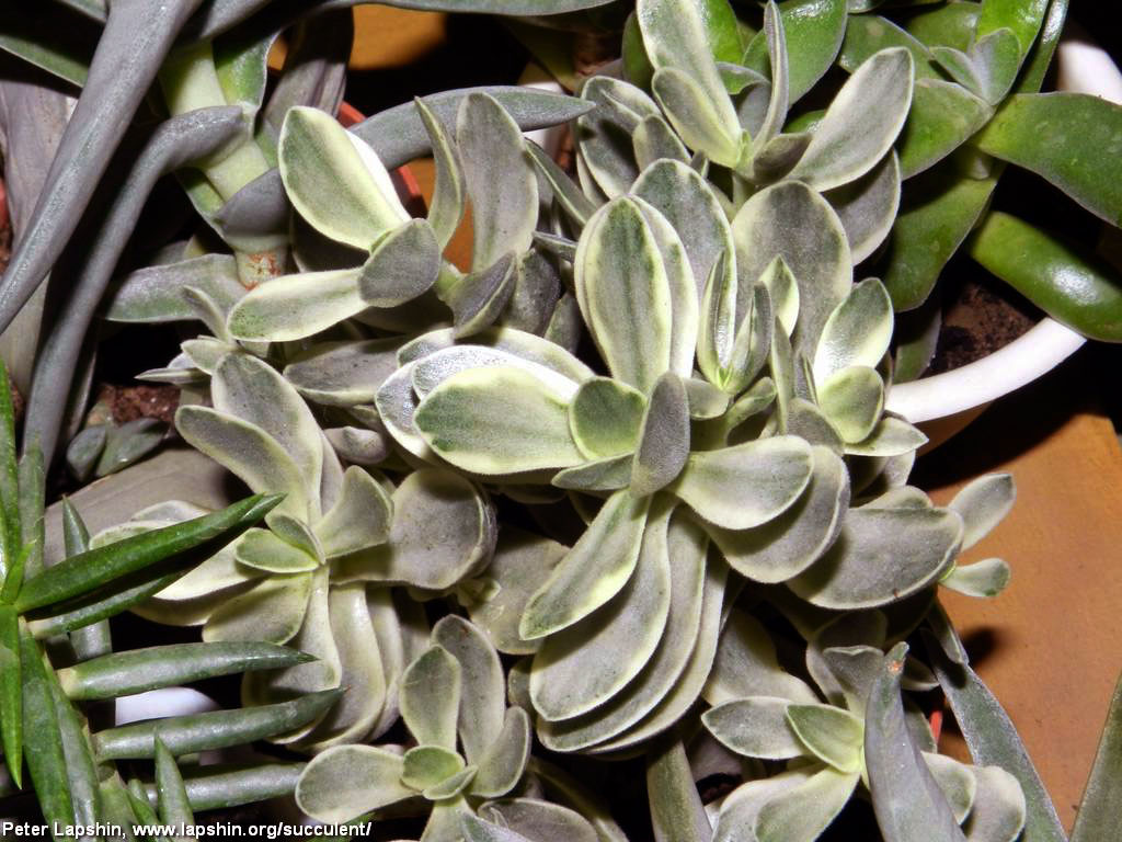 Crassula variegata desconocida.