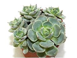 Echeveria-derenbergii1377-Lapshin2016.jpg