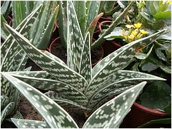 Aloe