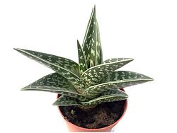 Aloe variegata