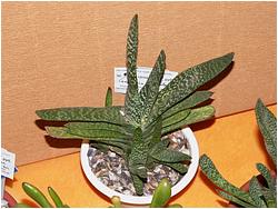 Gasteria maculata ssp. elongata