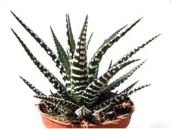 Haworthia