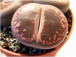 Lithops aucampiae