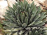 Agave