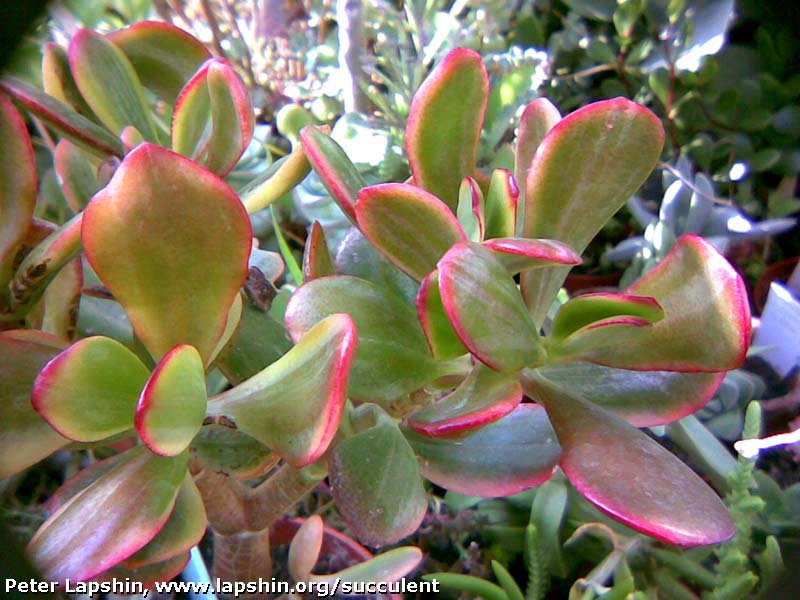 Помогите опознать Crassula-Sunset-variegata-Lapshin