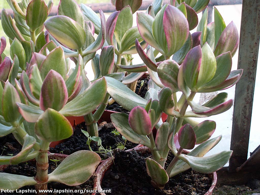 Помогите опознать Crassula-argentea-Tricolor4-Lapshin