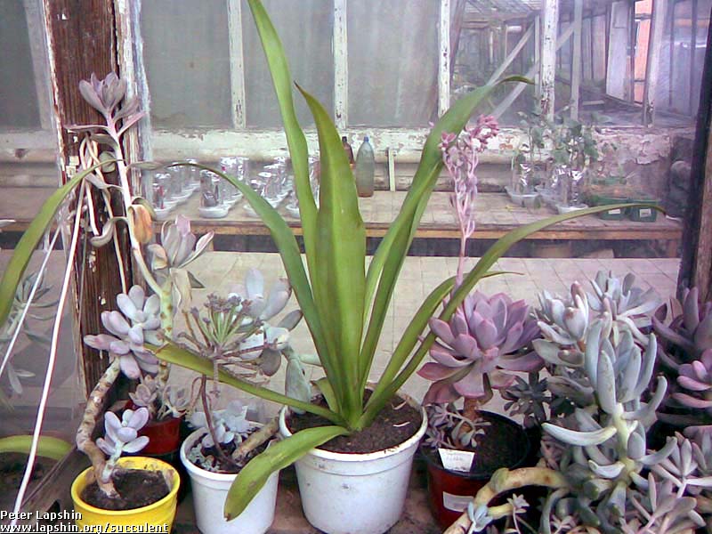 Купить растения, продажа и рассылка почтой, каталог, заказ суккулентов из  коллекции - succulents by Peter Lapshin