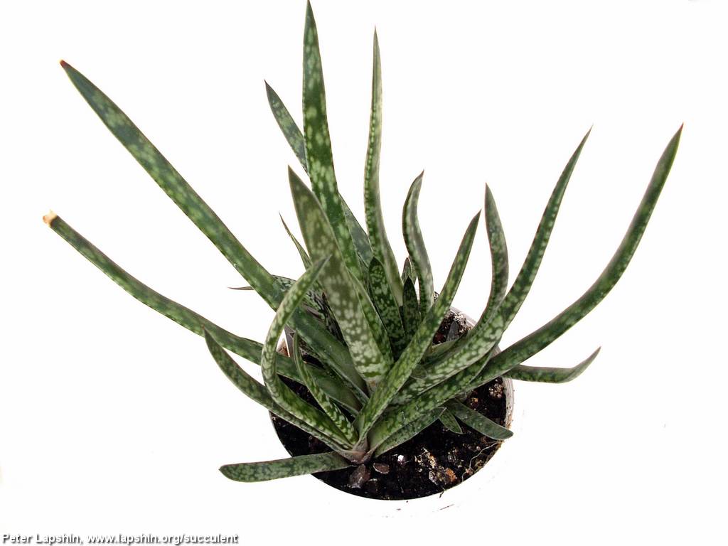 Гастерия Прекрасная (Gasteria pulchra)