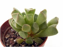 Adromischus alveolatus