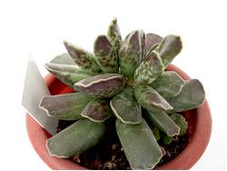 Adromischus cooperi