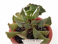 Adromischus cristatus