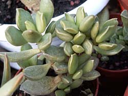 Adromischus hemisphaericus