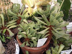 Adromischus poellnitzianus