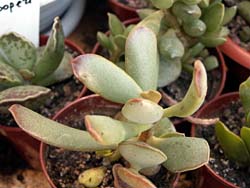 Adromischus halesowensis